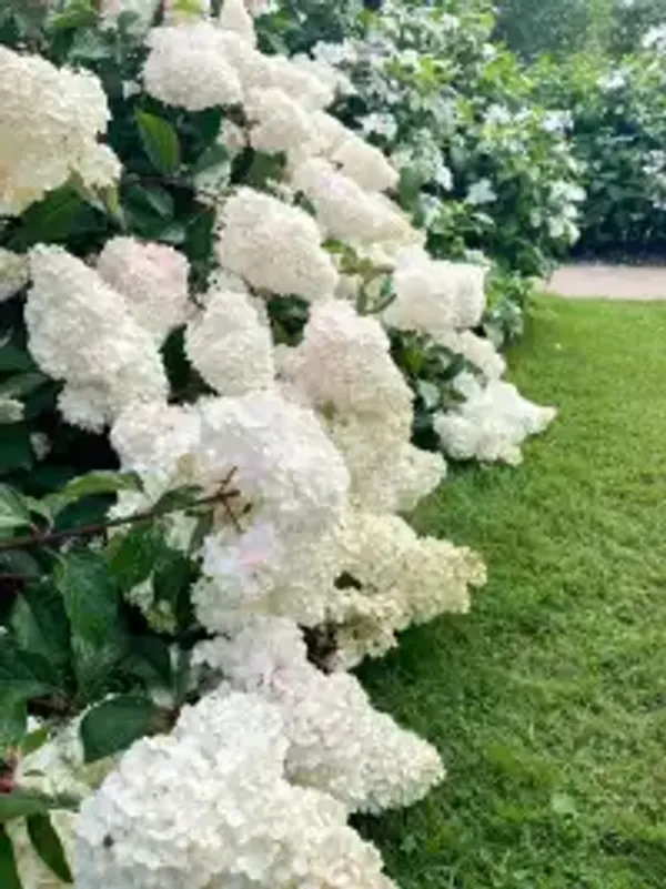 Hydrangea_Flower_Plant_(1.5-2_Feet_Height_Pack_Of_2)