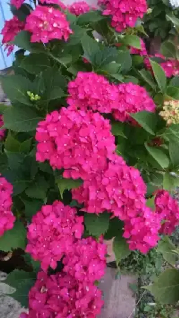 Hydrangea_Flower_Plant_(1.5-2_Feet_Height_Pack_Of_2)