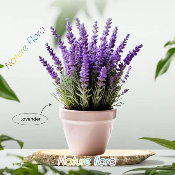 Indoor_Live_Lavender_FlowerPlant_(1.5-3_Hight/Pack_Of-1_)