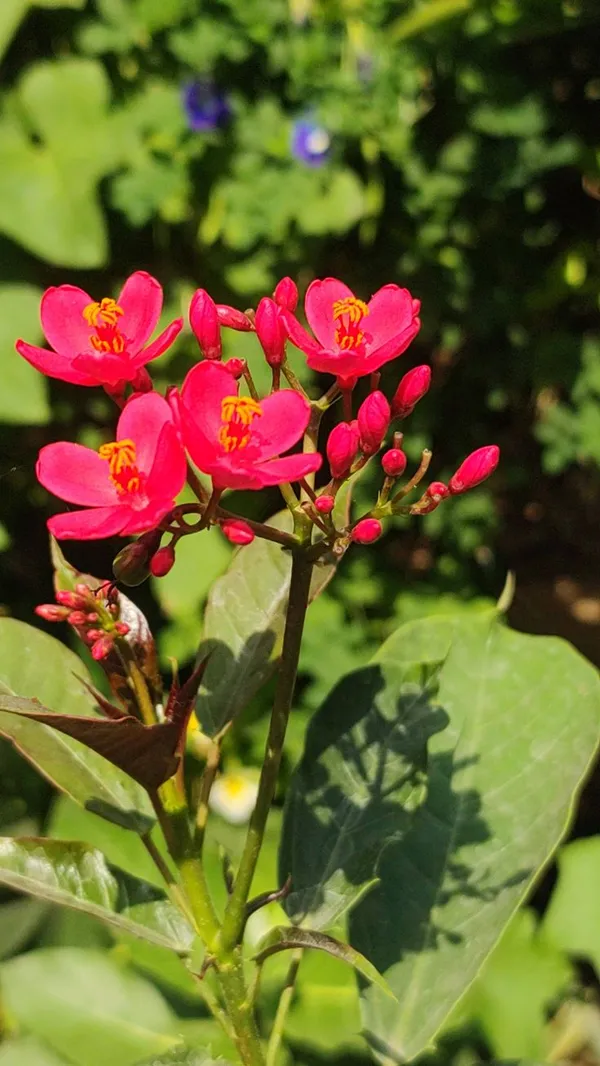 JATROPHA_FLOWERING_PLANT
