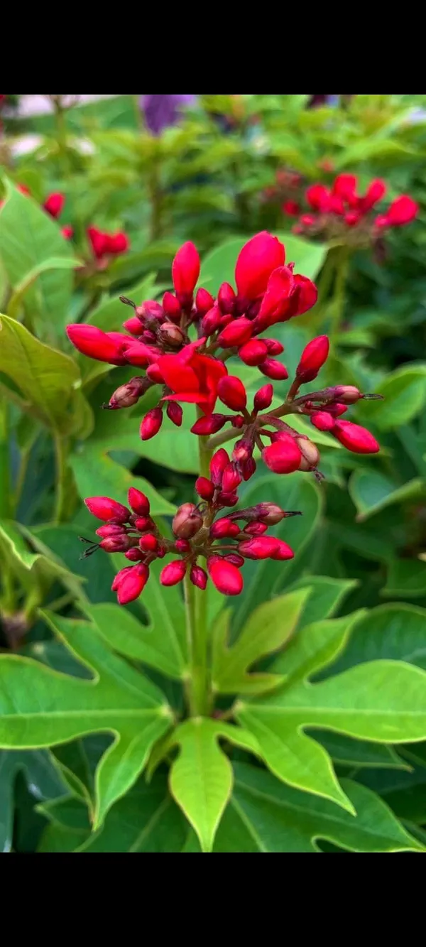 JATROPHA_FLOWERING_PLANT