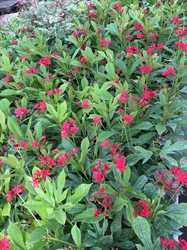JATROPHA_FLOWERING_PLANT