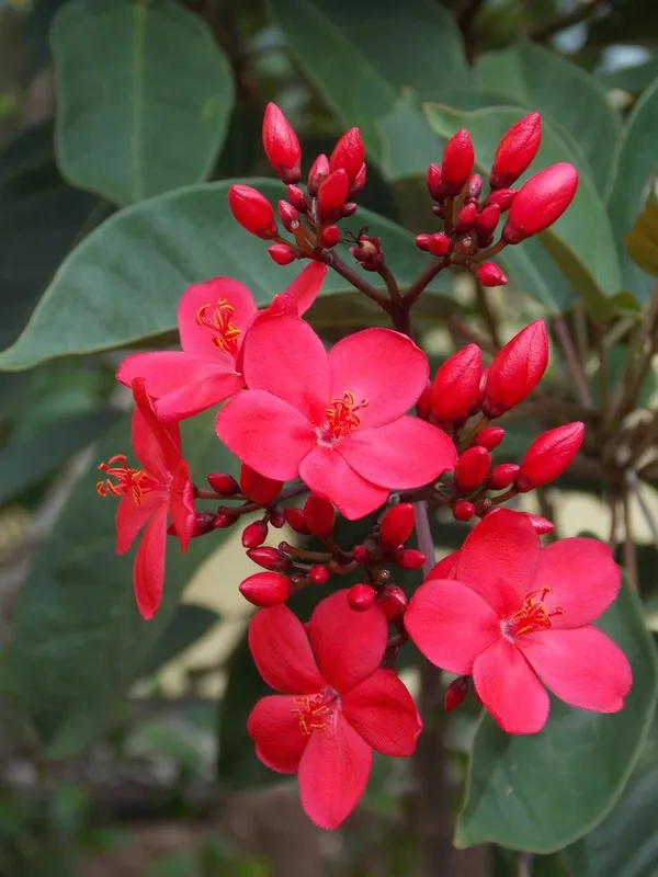 JATROPHA_FLOWERING_PLANT