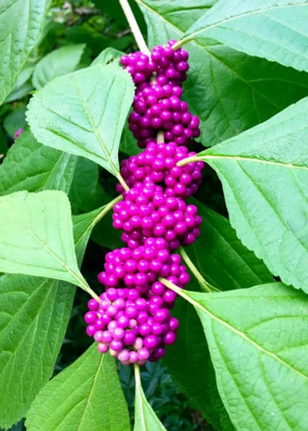 Japanese_Beautyberry_Fruit_Plant_(1.5-3_Hight_Pack_Of-1_)