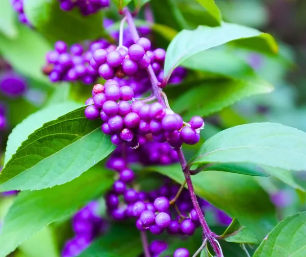 Japanese_Beautyberry_Fruit_Plant_(1.5-3_Hight_Pack_Of-1_)