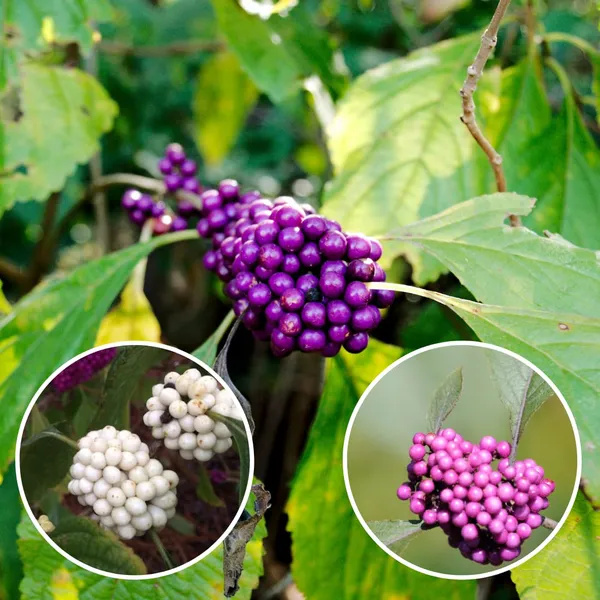 Japanese_Beautyberry_Fruit_Plant_(1.5-3_Hight_Pack_Of-1_)