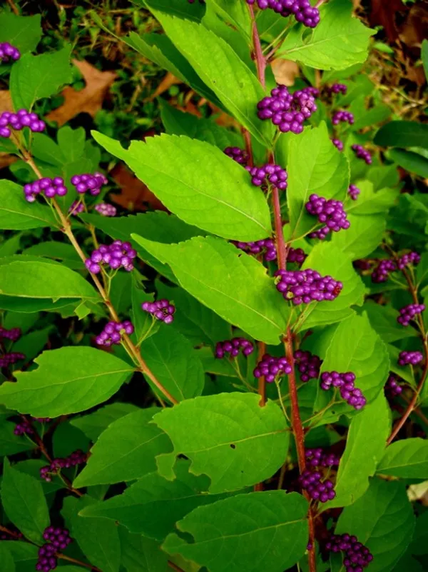 Japanese_Beautyberry_Fruit_Plant_(1.5-3_Hight_Pack_Of-1_)