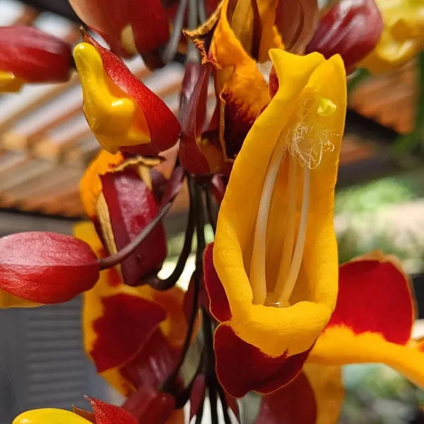 Lady_Thunbergia_Mysorensis_Flower_Plant_(1.5-3_Hight_Pack_Of-1_)