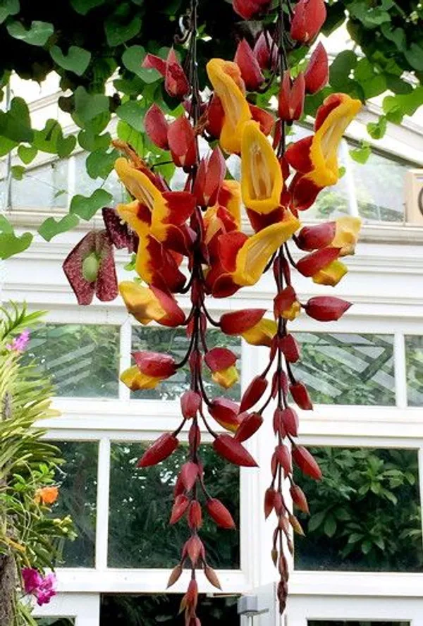 Lady_Thunbergia_Mysorensis_Flower_Plant_(1.5-3_Hight_Pack_Of-1_)