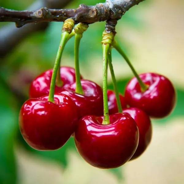 Grafted_Lapin's_Sweet_Cherry_Plant__(Pack_Of_1)
