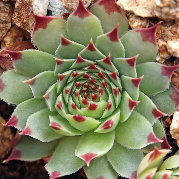 Laxmi_Kamal_Plant