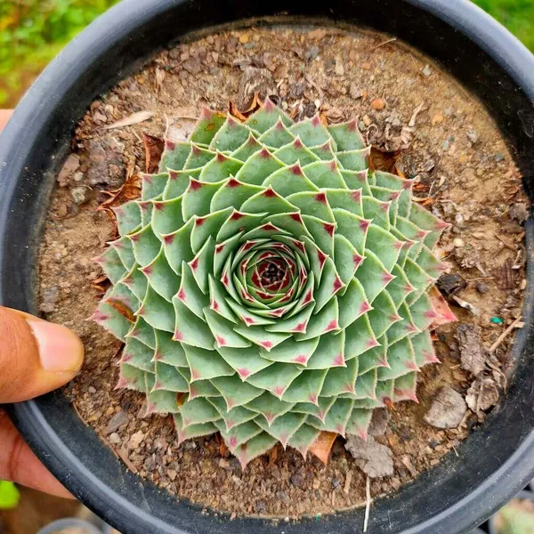 Laxmi_Kamal_Plant