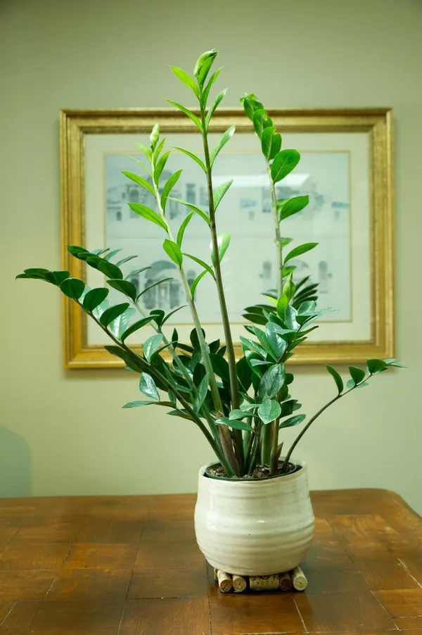 Lucky_Charm_ZZ_Plant_pack_of_3