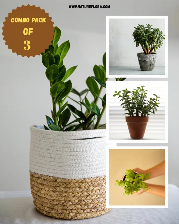 Lucky_Charm_ZZ_Plant_pack_of_3