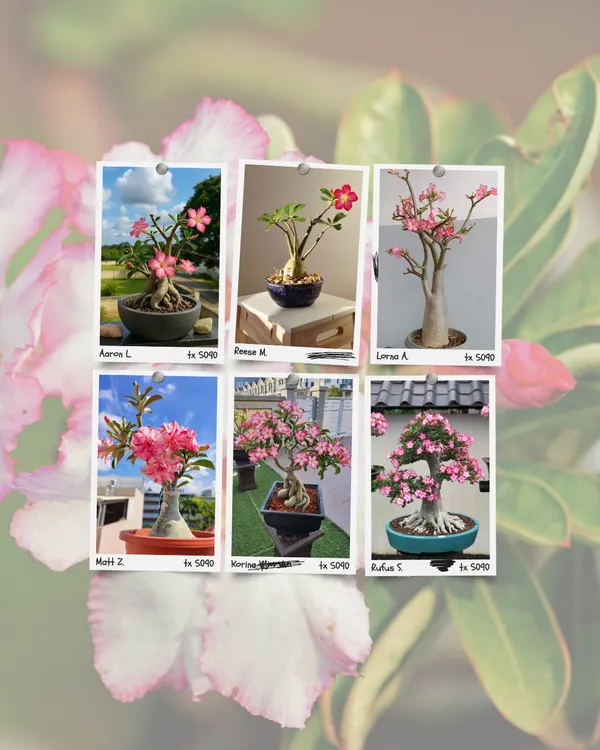 Midnight_Flame_Adenium_II_Pack_Of_6