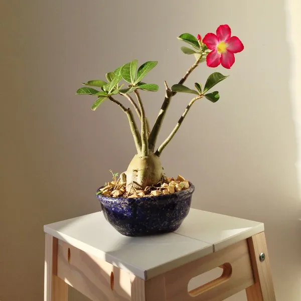 Midnight_Flame_Adenium_II_Pack_Of_6