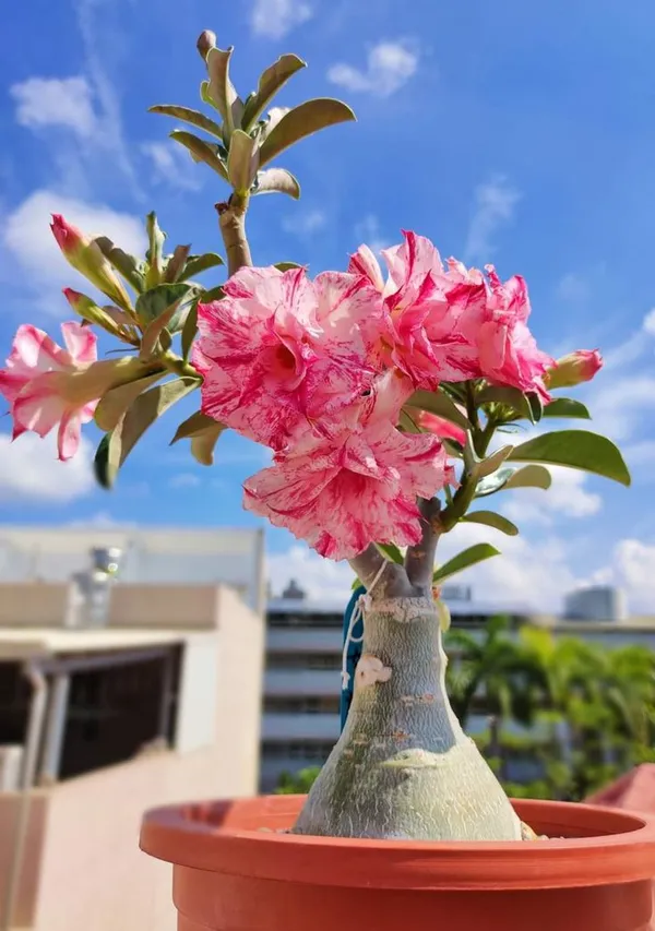 Midnight_Flame_Adenium_II_Pack_Of_6