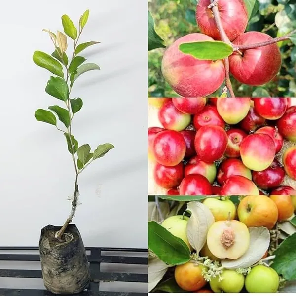 Miss_India_Apple_Ber_Grafting_Plant_(Pack_Of_1)
