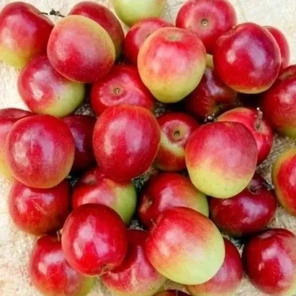Miss_India_Apple_Ber_Grafting_Plant_(Pack_Of_1)