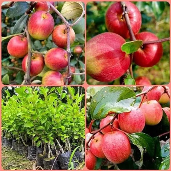 Miss_India_Apple_Ber_Grafting_Plant_(Pack_Of_1)