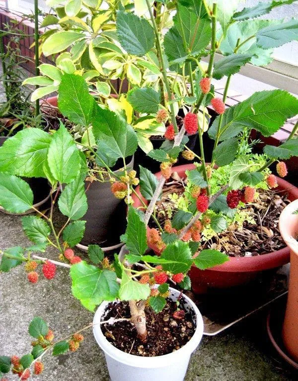 Mulberry_Hybrid_Fruit_Plant_I_Grafted