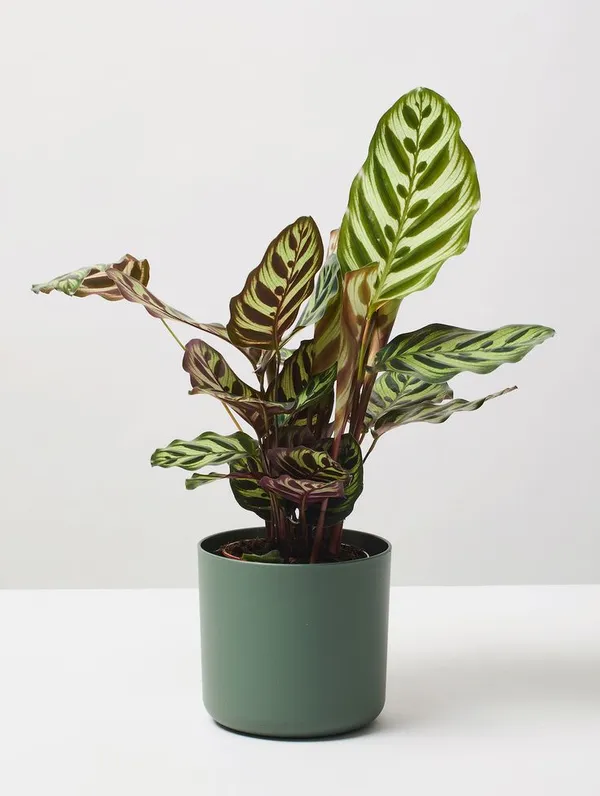 Peacock_Plant