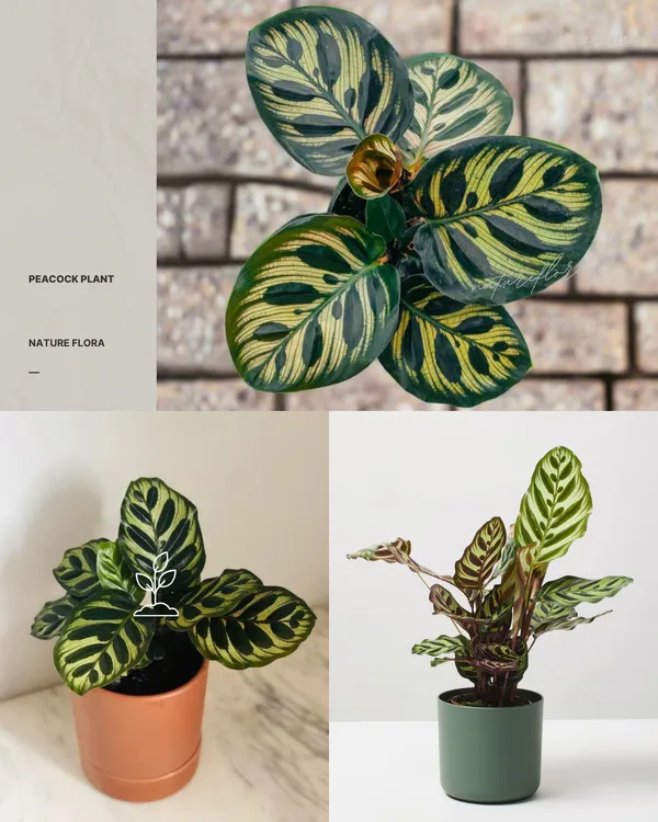 Peacock_Plant