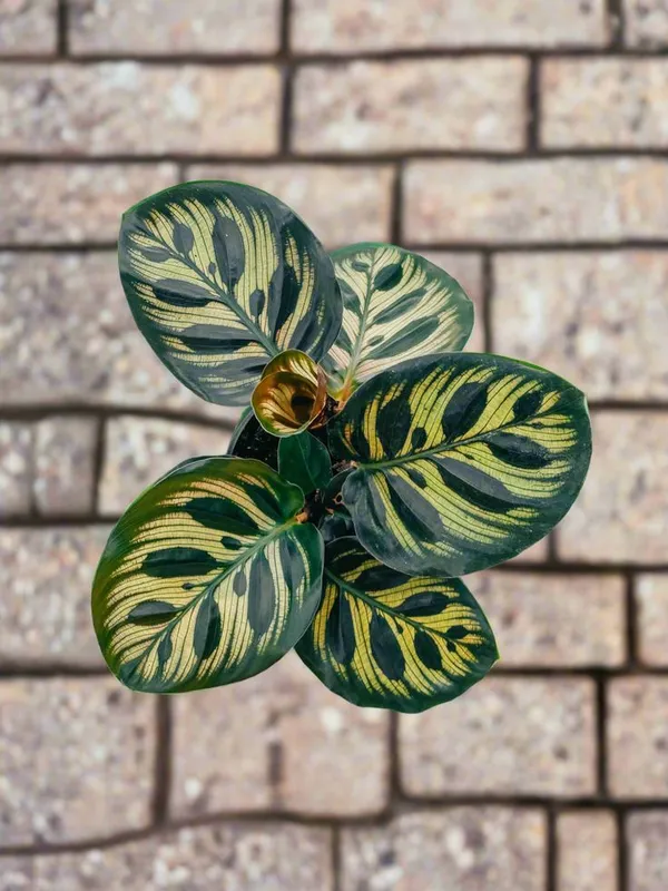 Peacock_Plant