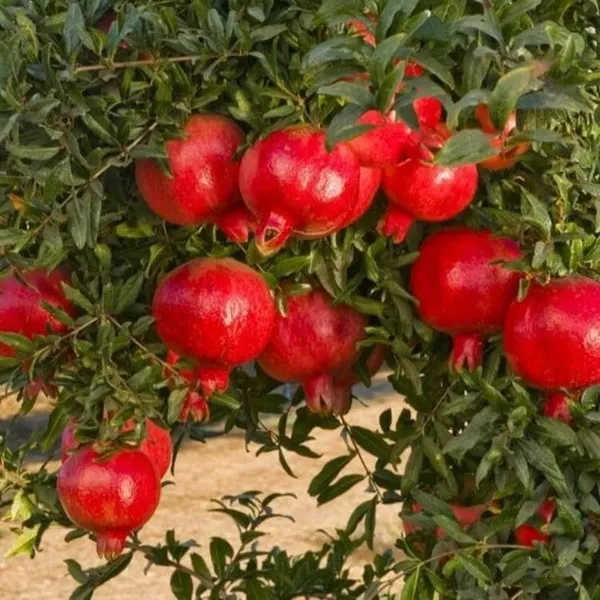 Pomegranate_Plant