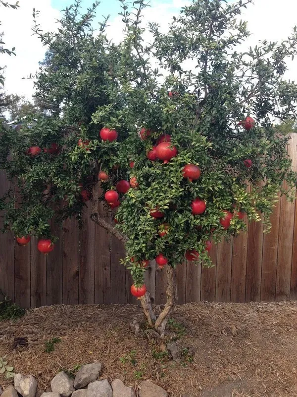 Purple_Heart_Pomegranate_Plant_I_Grafted