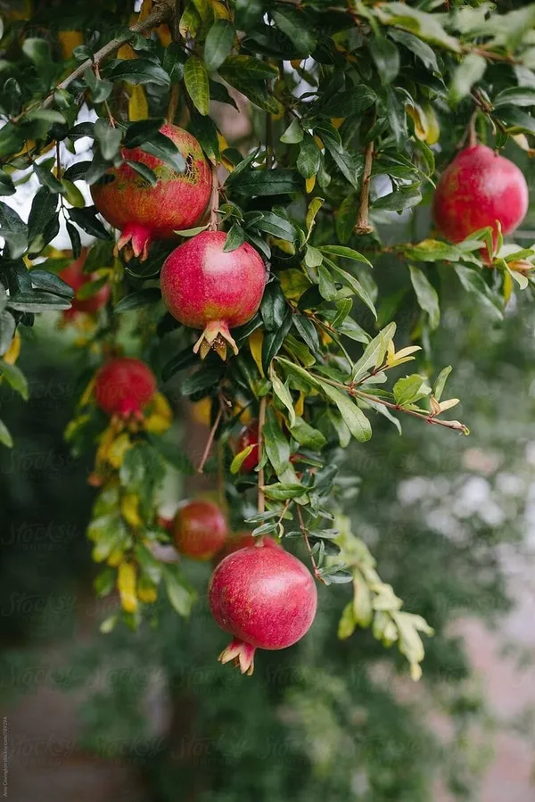 Purple_Heart_Pomegranate_Plant_I_Grafted