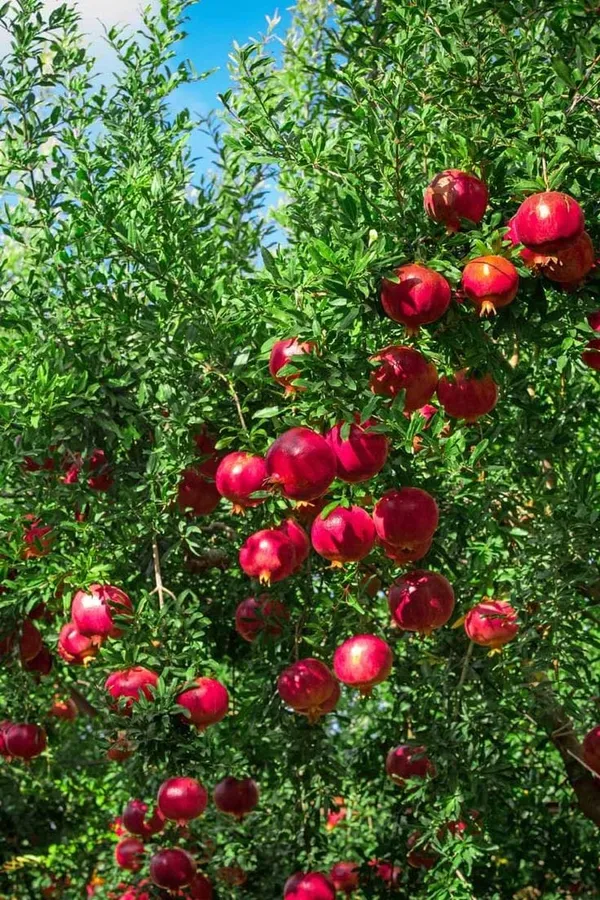 Purple_Heart_Pomegranate_Plant_I_Grafted