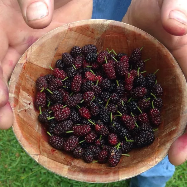 Queen’s_Mulberry_Plant