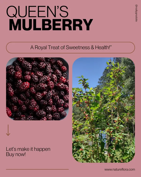 Queen’s_Mulberry_Plant