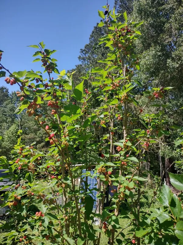 Queen’s_Mulberry_Plant