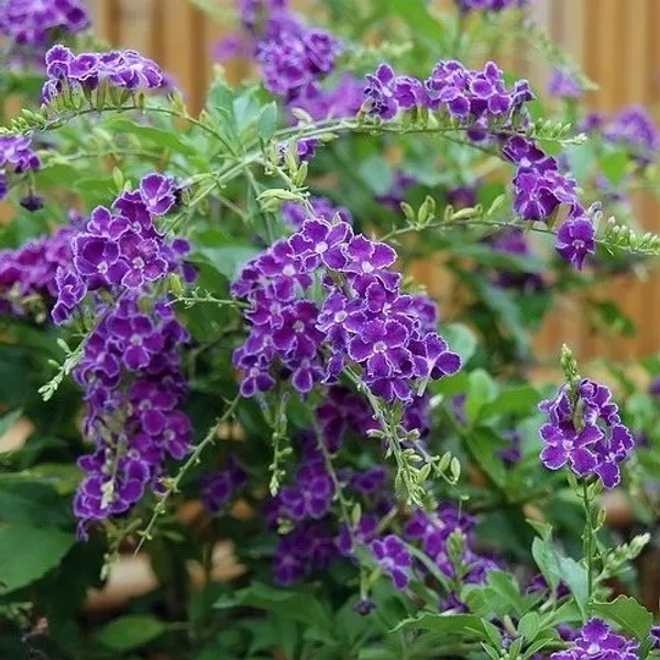 Rare_Duranta_erecta_'Golden_Edge'__Pack_Of_1