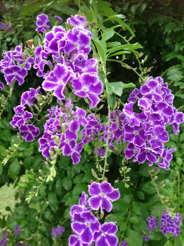 Rare_Duranta_erecta_'Golden_Edge'__Pack_Of_1