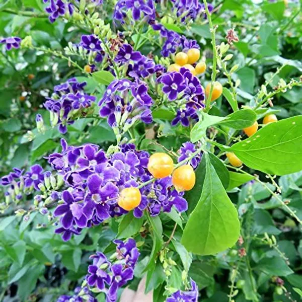 Rare_Duranta_erecta_'Golden_Edge'__Pack_Of_1