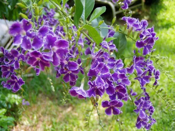 Rare_Duranta_erecta_'Golden_Edge'__Pack_Of_1