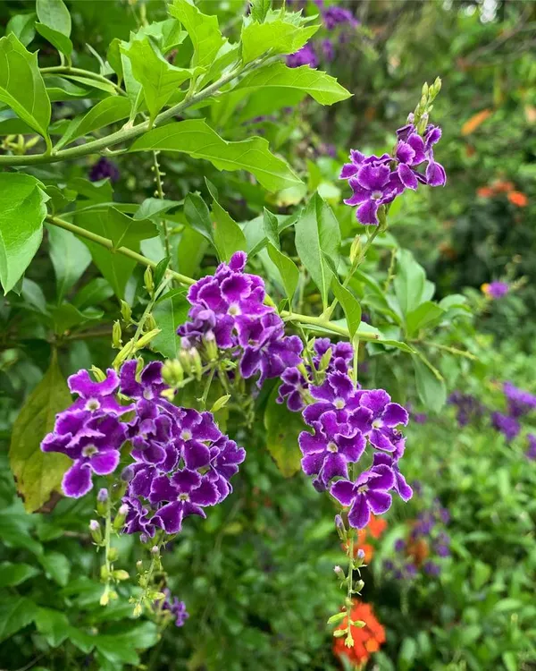 Rare_Duranta_erecta_'Golden_Edge'__Pack_Of_1