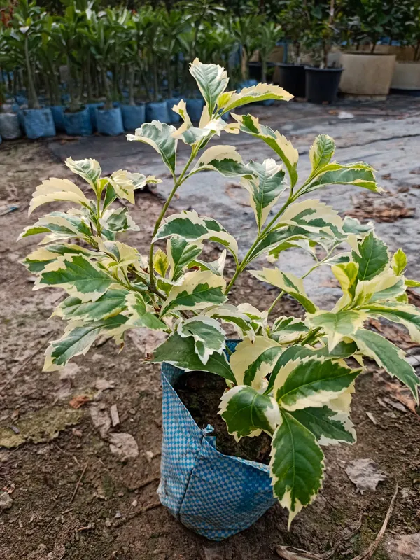 Rare_Duranta_erecta_'Golden_Edge'__Pack_Of_1