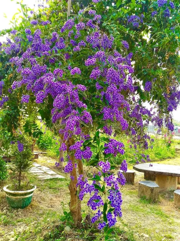SIKDER NURSERY Rare Japanese Wisteria Plant (Pack Of 1) Price in India - Buy  SIKDER NURSERY Rare Japanese Wisteria Plant (Pack Of 1) online at  https://natureflora.co.in