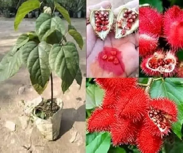 Rare_Sindoor_Plant_(Pack_Of_1)
