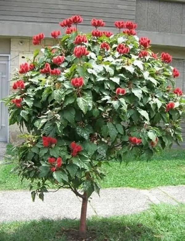 Rare_Sindoor_Plant_(Pack_Of_1)