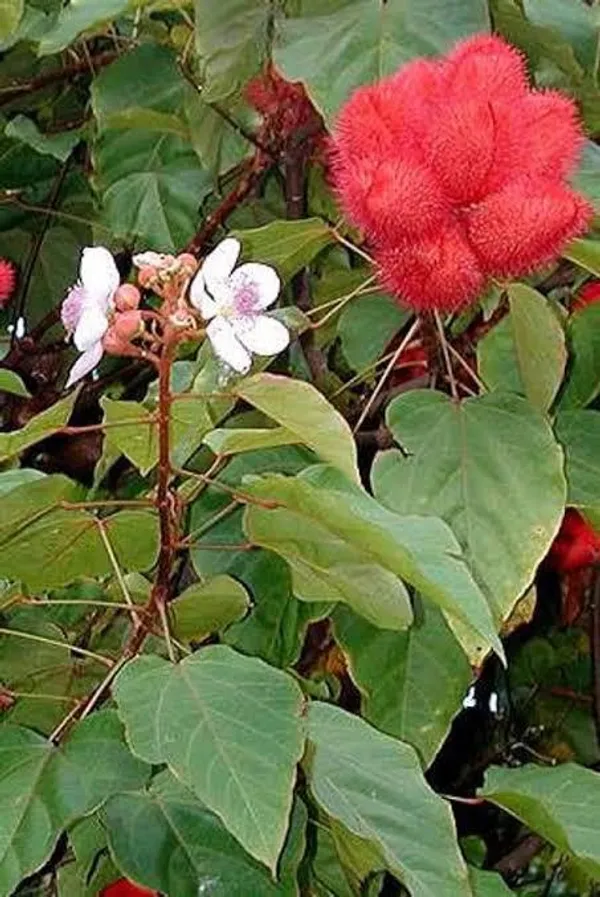 Rare_Sindoor_Plant_(Pack_Of_1)