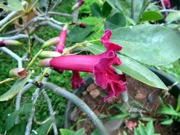 Red_Trumpet_Tebuebia_Flower_Plant_(1.5-3_Feet_Height_Pack_Of_1)