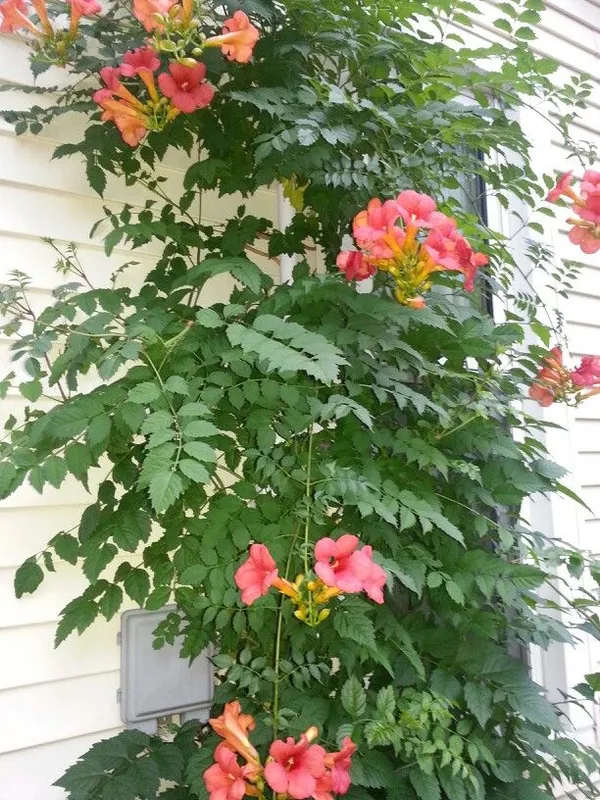 Red_Trumpet_Tebuebia_Flower_Plant__(Pack_Of_1)
