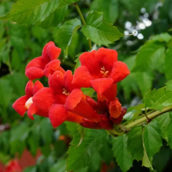 Red_Trumpet_Tebuebia_Flower_Plant__(Pack_Of_1)