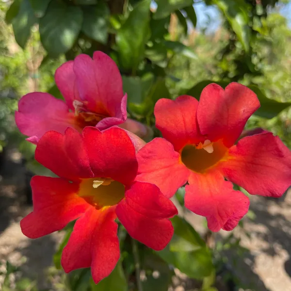 Red_Trumpet_Tebuebia_Flower_Plant__(Pack_Of_1)