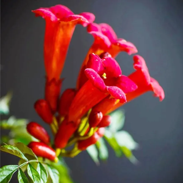Red_Trumpet_Tebuebia_Flower_Plant__(Pack_Of_1)